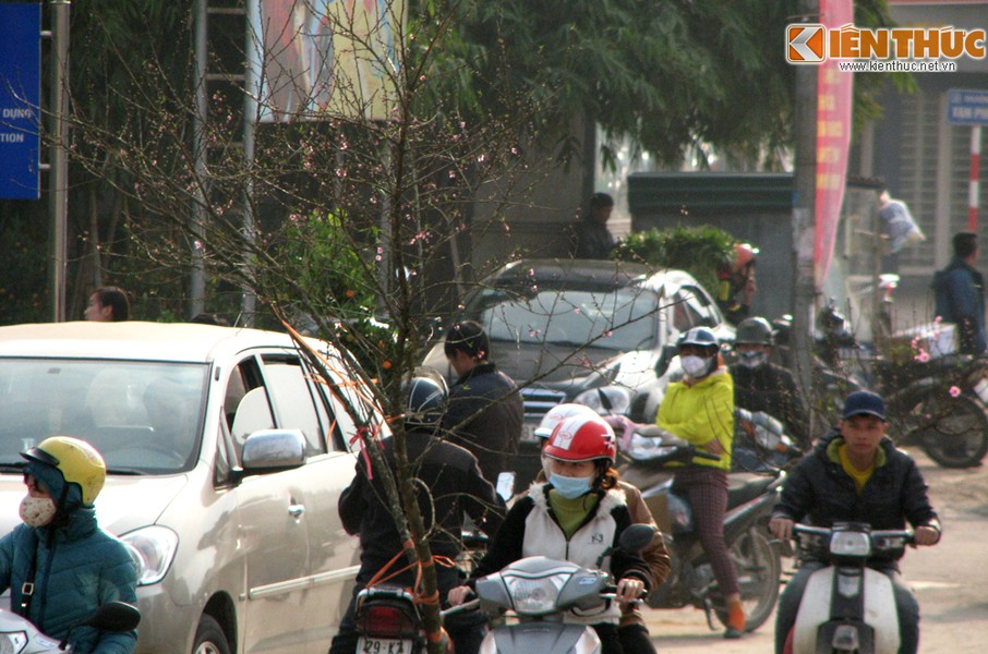 Chỉ còn vài ngày nữa, người dân cả nước sẽ hòa chung không khí chào đón năm mới. Tết Bính Thân đã đến rất gần, lúc này, nhiều người dân Hà Nội đã tranh thủ thời gian để đi chợ, lựa chọn các loại cây, hoa yêu thích chơi Tết.